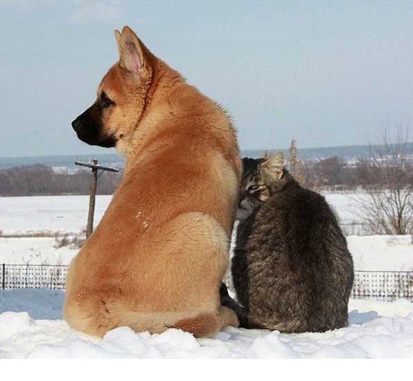 Kata siapa kucing dan anjing tidak bisa bersahabat ...