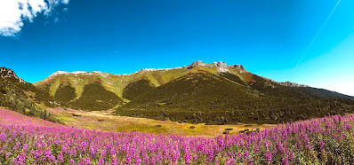 Alpine Flowers - Photo by David Jusko on Unsplash