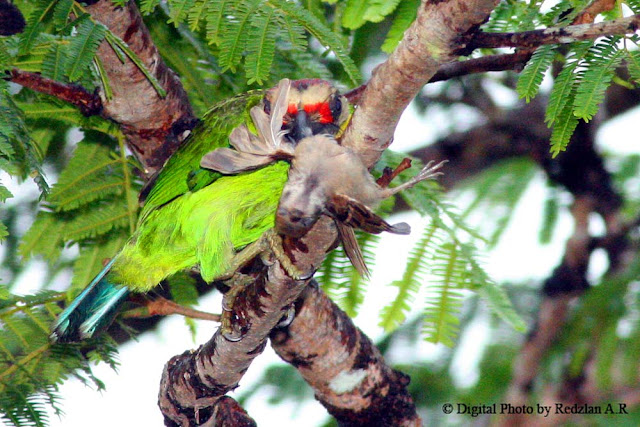 Barbet