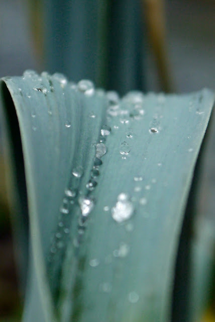 Rain droplets on a leek