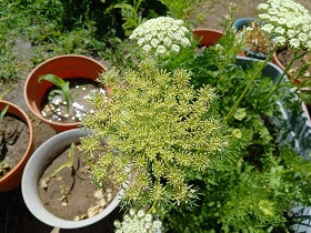 Carrot 🥕 flowers developing