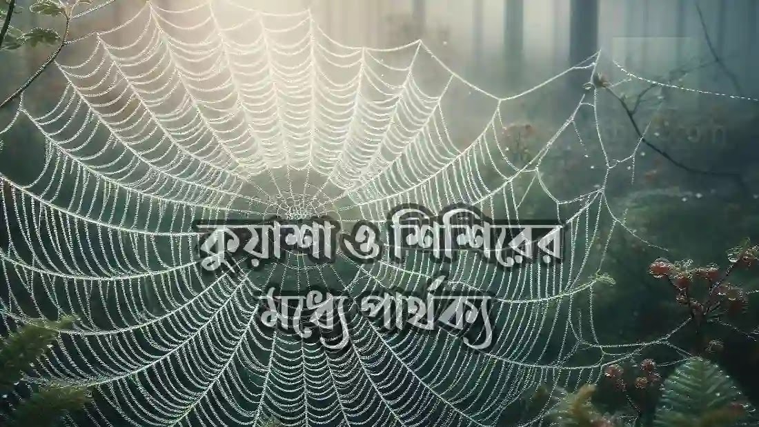 কুয়াশা-ও-শিশিরের-মধ্যে-পার্থক্য