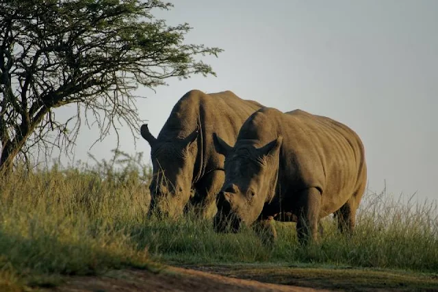 El descornado de rinocerontes: un intento de combatir la caza furtiva que genera nuevos problemas, afectando su vida social y cambiando su comportamiento de forma inesperada, según revela un estudio