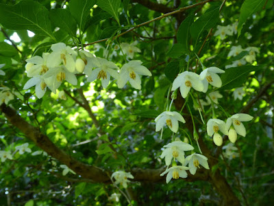 むろいけ園地 湿生花園  エゴノキの花