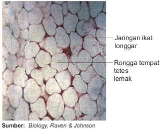 Susunan jaringan pengikat longgar sanggup Anda Pintar Pelajaran Struktur dan Fungsi Jaringan Pengikat Longgar pada Hewan