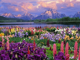 Valley of Flowers National Park