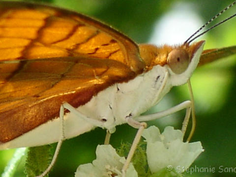 A borboleta Marpesia petreus tem asas mais estreitas, de coloração laranja; sendo fácil de se reconhecer em pouso devido a seus prolongamentos negros, como caudas, no final das asas posteriores, e às três listras negras paralelas, acompanhando as asas anteriores e posteriores do inseto. Vista por baixo, a borboleta apresenta o padrão de coloração típico de folha seca. Sua envergadura varia de 7 a 9.5 centímetros.