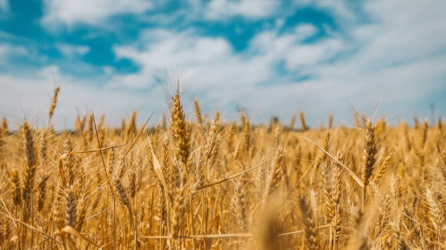 How does the wheat plant grow? Describe in detail a few diseases caused by fungus in the wheat plant? How many types of flour can be extracted from wheat seed?