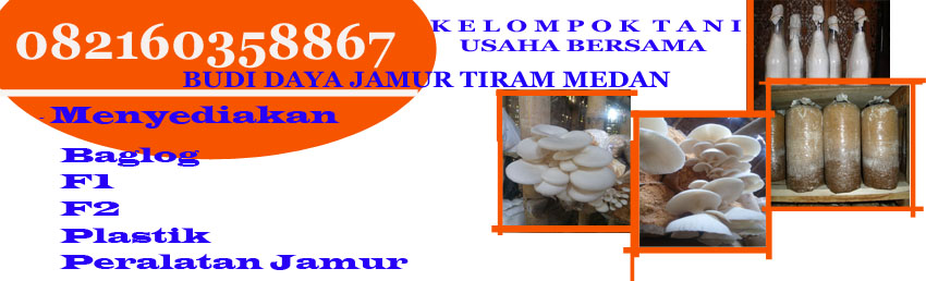  JAMUR  TIRAM  MEDAN