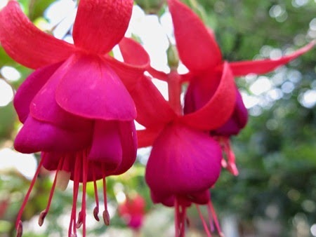 fuschia1
