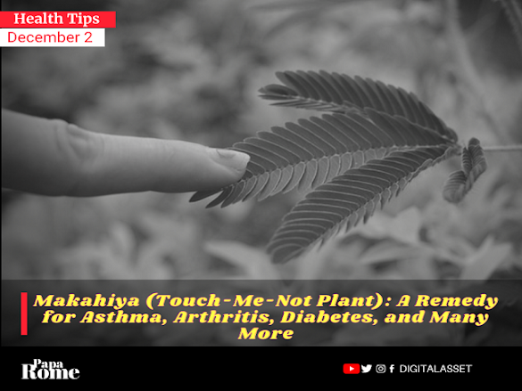 Makahiya (Touch-Me-Not Plant): A Remedy for Asthma, Arthritis, Diabetes, and Many More