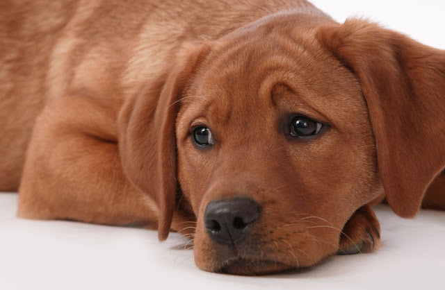 5 razões pelas quais seu cachorro chora