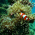 9: Coral Reefs