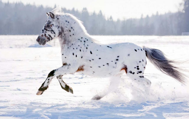 Top 10 Most Beautiful Horses in the World