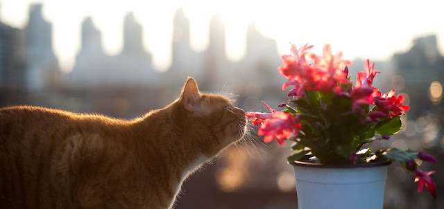 Katze schnüffelt an Blume