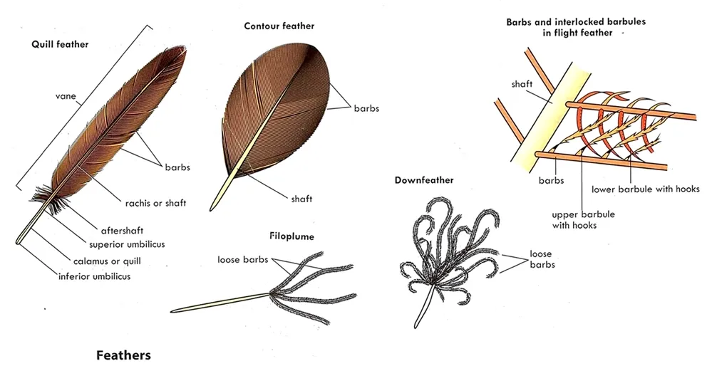types of feathers