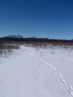 Fox Tracks on the Ice Age Trail