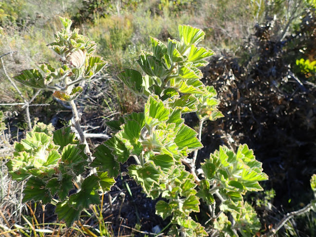 Pelargonium cucullatum