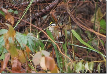 Goldencrowned Kinglet