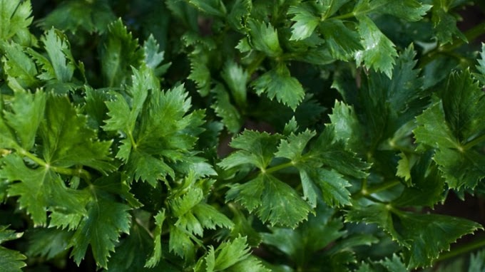 Manfaat Daun Seledri