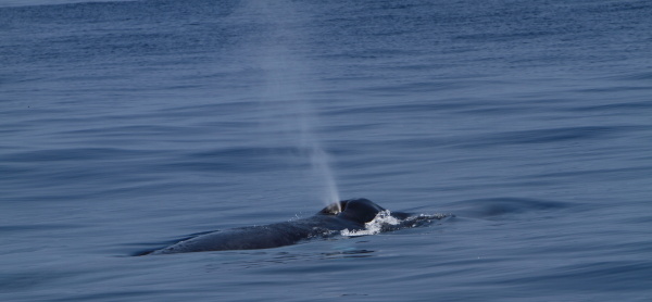 Blue Whales @ Mirissa Srilanka