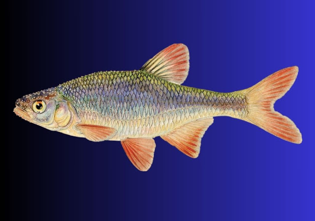 Ikan redfin albino