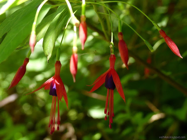 bright flowers typical of a garden