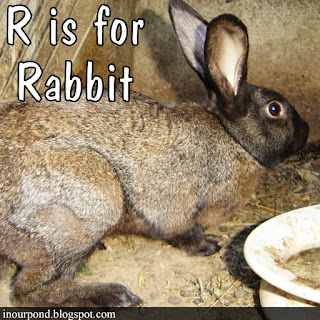 r is for rabbit homeschool unit from In Our Pond