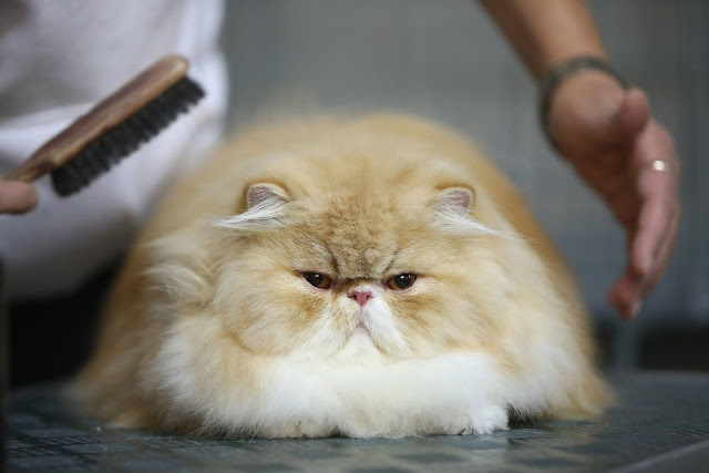 Persian cat