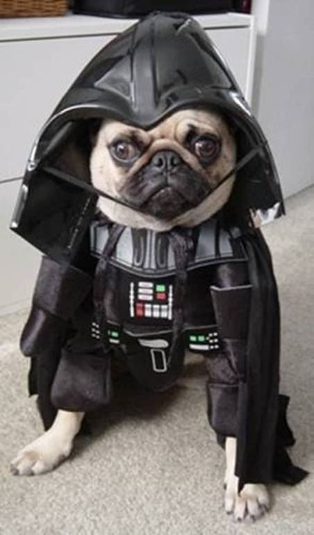 Best Halloween Costumes For Dogs