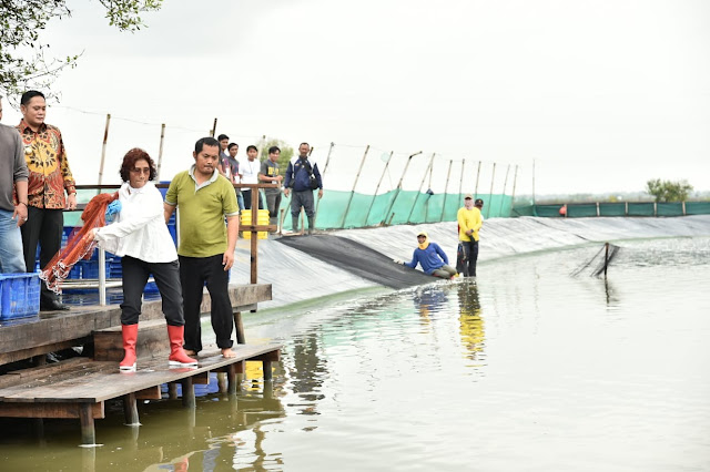 mengintip panen raya udang vaname di muara gembong