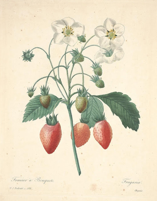  Frutilla araucana