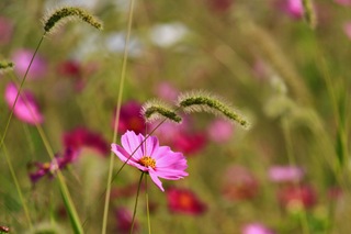 asb_9061