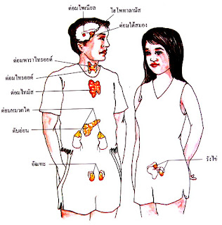 ฮอร์โมนสิวเห่อ