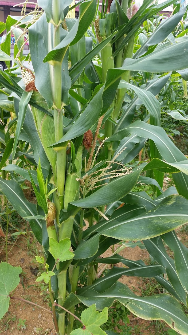 20+ Pokok Jagung, Ide Terpopuler!