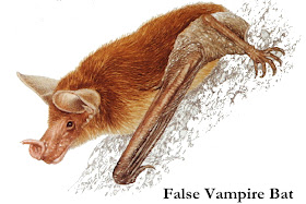 chiroptera falso vampiro Vampyrum spectrum
