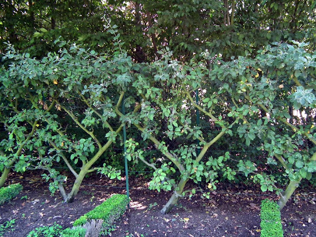 Fruit trees trained as a Bouché Thomas hedge, Indre et Loire, France. Photo by Loire Valley Time Travel.