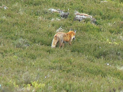 The fox I watched for a while above Harbottle Crag