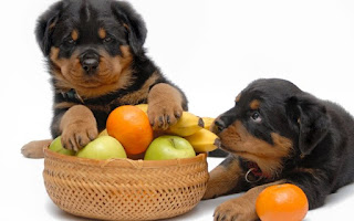 8 Fruits And Vegetables That Are Good For Dogs