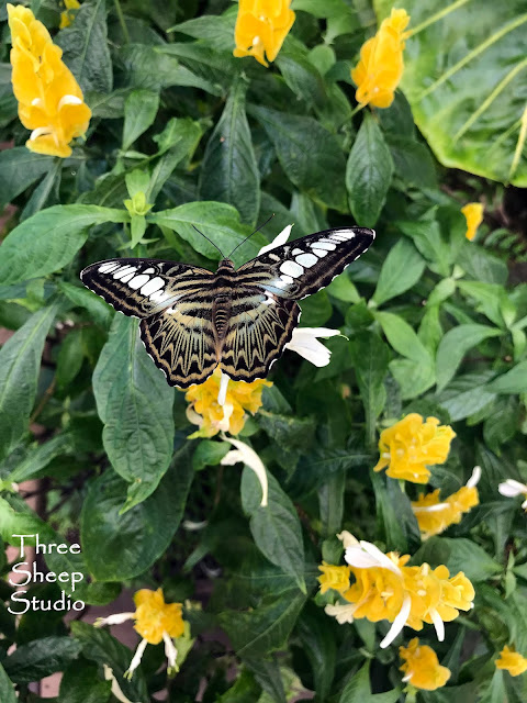 Butterfly Atrium, Hershey PA