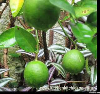   dayap, dayap vs calamansi, dayap philippines, uses of dayap, dayap tree, where to buy dayap in manila, dayap in bisaya, dayap in tagalog, dayap for sale philippines