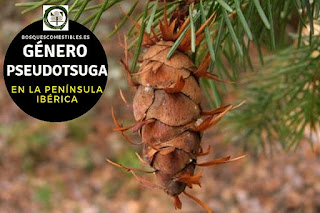 El género Pseudotsuga, familia Pinaceae. Arboles perennifolios, elevados, que en condiciones naturales pueden sobrepasar los 100 m altura