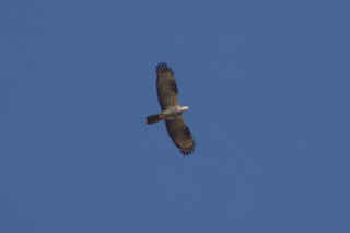 Adult female Honey Buzzard