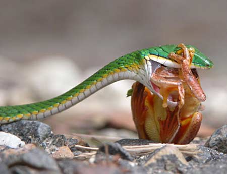 Beautiful, cute green , white snake, snake is eating in danger style, wallpapers, pitchers, images 