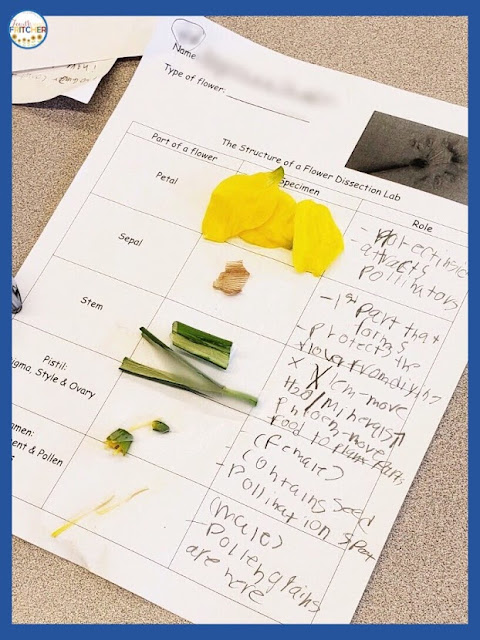 daffodil dissection elementary classroom