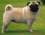 Pug Dog