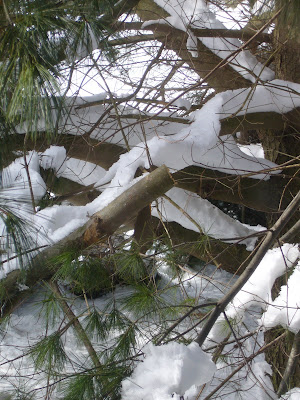 storm damage to the mid-atlantic garden of 2 Green Acres