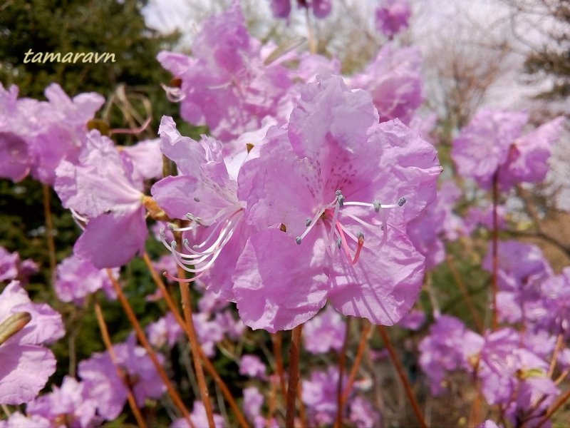 Рододендрон остроконечный (Rhododendron mucronulatum)