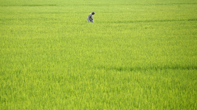  Paddy Rice Field Pic.