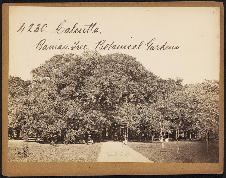 Botanical Gardens Great Banian Tree - Howrah - Mid 19th Century